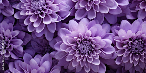 Close-up of vibrant purple chrysanthemums.