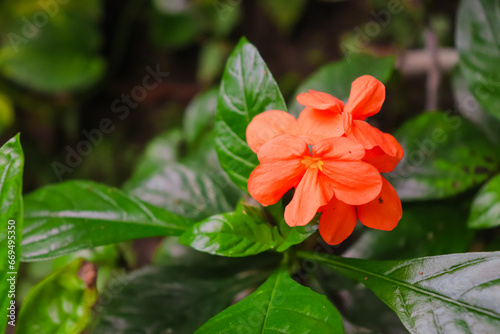 Crossandra infundibuliformis is a flowering plant originating from tropical areas of Asia and Africa. This plant is known for its bright, attractive flowers, which can be orange, red, or yellow depend photo