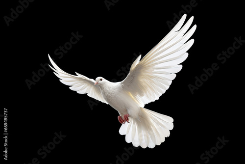 White dove flying on black background free Clipping path .international day of peace  © sakepaint