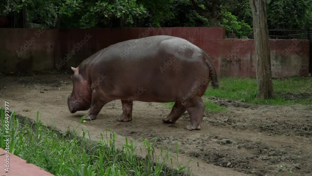hippopotamus walks in a zoo hippopotamus walks in a zoo