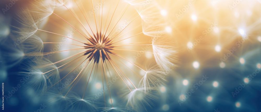 Fototapeta premium Macro shot of a dandelion highlighting its soft.