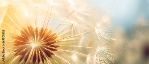 Macro shot of a dandelion highlighting its soft. © smth.design