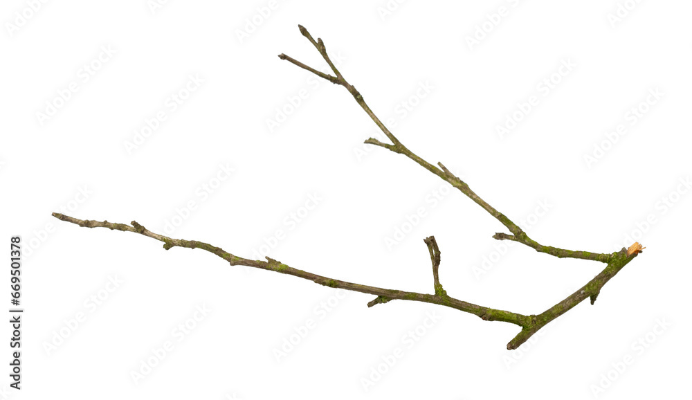 a withered twig on a white isolated background - obrazy, fototapety, plakaty 