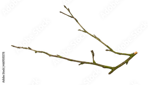 a withered twig on a white isolated background photo