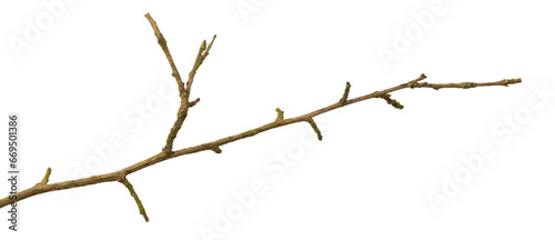 a withered twig on a white isolated background