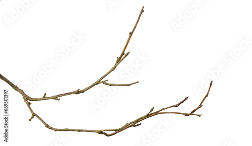 a withered twig on a white isolated background © Krzysztof Bubel