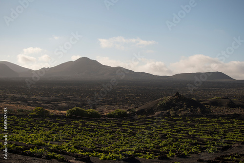 Fototapeta Naklejka Na Ścianę i Meble -  landscape of vineyards in volcanic lands in la geria, canary islands, spain