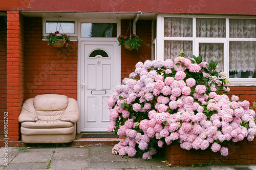 Whitechapel house hydrangeas