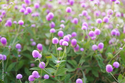 Vibrant Globe Amaranth (Gomphrena) - A Splash of Color and Elegance