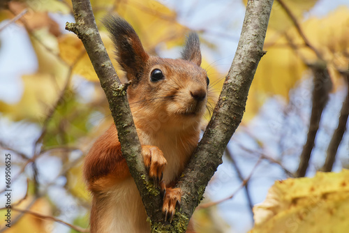 Brown squirrel among tree branches in autumn