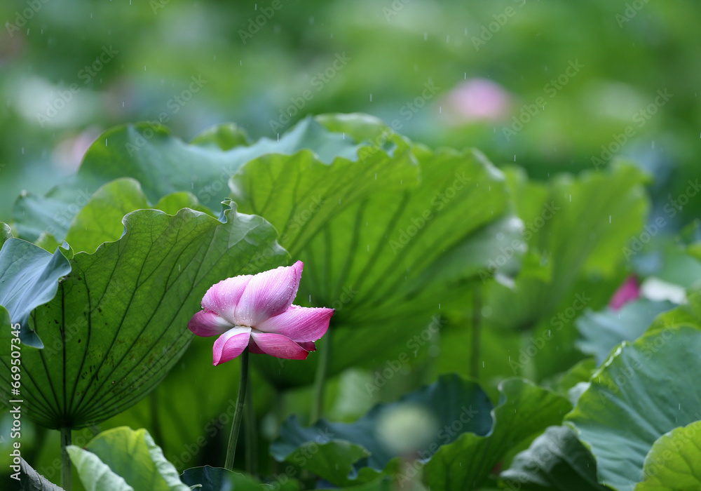 Midsummer rain lotus delicate and charming be about to drip Midsummer rain lotus delicate and charming be about to drip