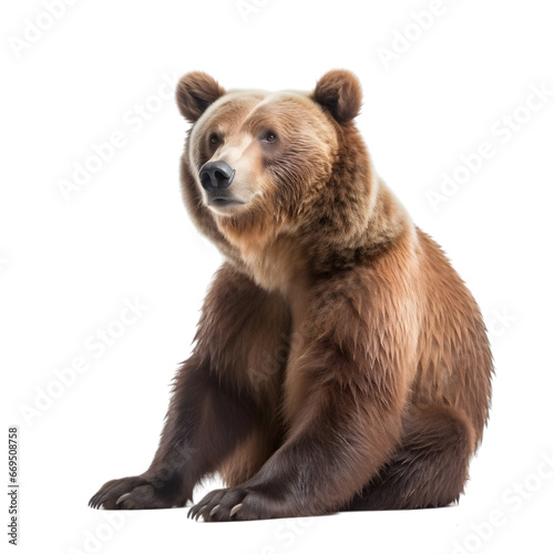 front view, brown bear is sitting on the ground, looking to the side, isolated on transparent background. 