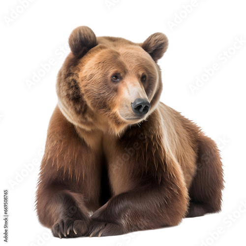 front view, brown bear is lying on the ground, looking to the side, isolated on transparent background. 
