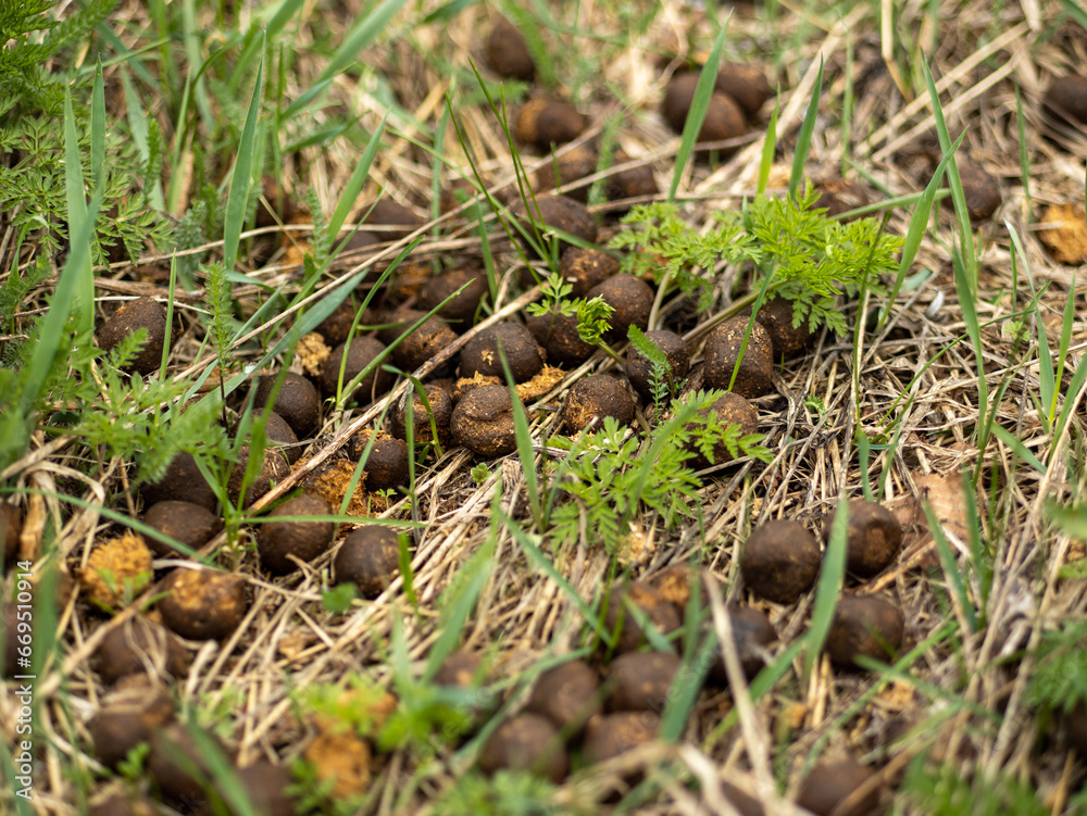 Moose droppings lying on dry grass close-up Moose droppings lying on dry grass close-up