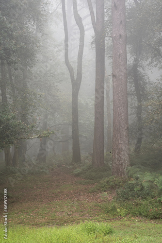 Stunning foggy forest late Summer landscape image with glowing mist in distance among lovely dense woodland