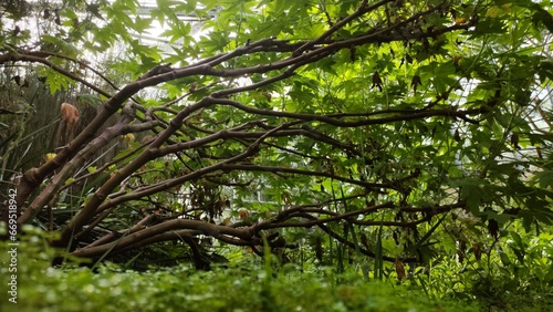 Wild wachende   ste in der Natur  Perspektive von links nach rechts  gr  n