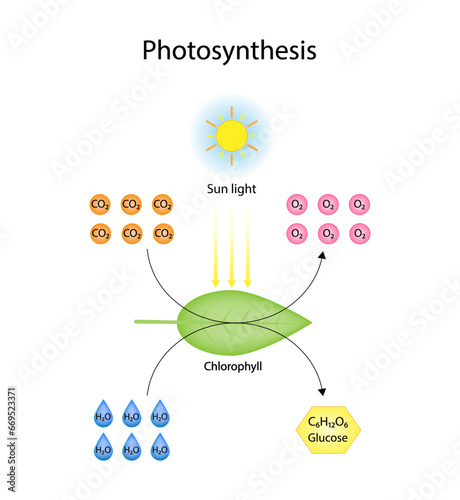 Photosynthesis process, photosynthesis equation formula, Biology Education. Calvin cycle. Vector illustration.