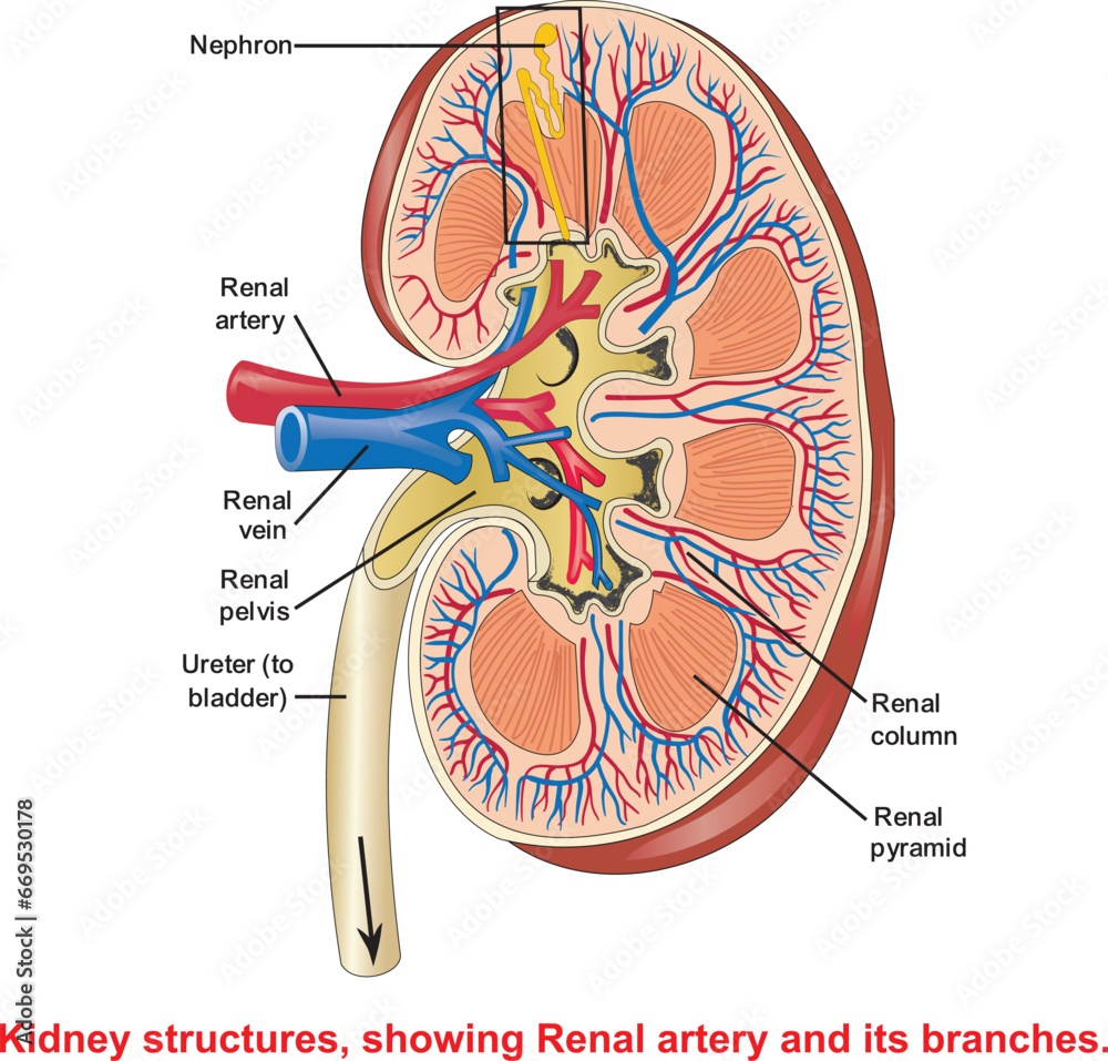 Schematic vector diagram of a kidney. Kidney structure with labeled