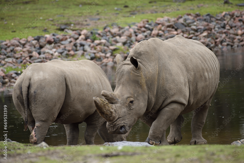 White rhinoceros, white rhino or square-lipped rhinoceros (Ceratotherium simum) White rhinoceros, white rhino or square-lipped rhinoceros (Ceratotherium simum)