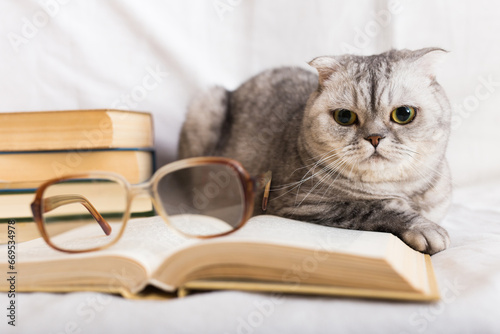 Gray scottish fold cat lying near books and eyeglasses