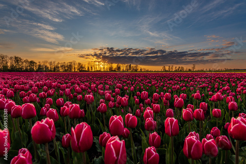 Tulipanowe Pole © Andrzej