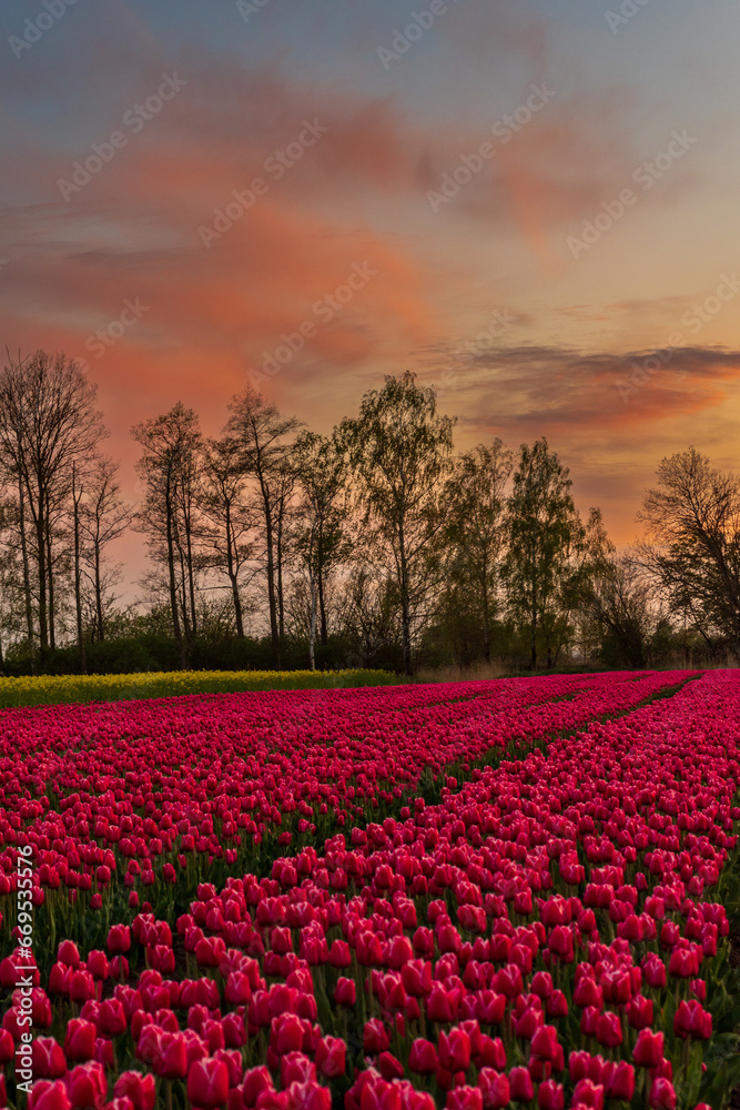 Fototapeta premium Tulipanowe Pole