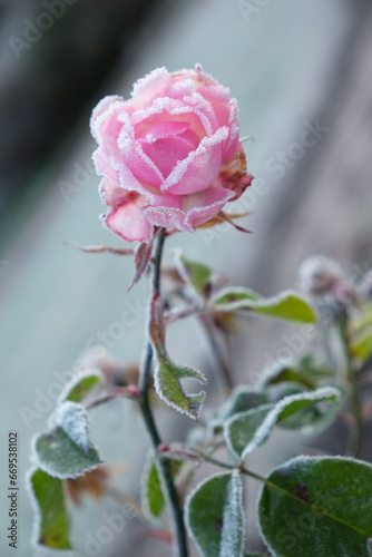 Pink rose flower covered with hoarfrost. Frost in Autumn season