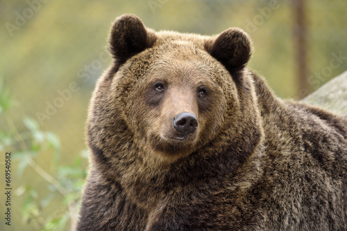 The brown bear (Ursus arctos) is a large bear species found across Eurasia and North America.