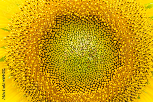 sunflower close up Closed up the blooming yellow sunflower in the garden