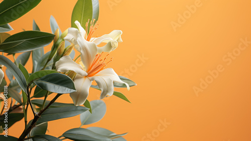 Photographie A tall, thin-leafed tropical plant with a single orange blossom