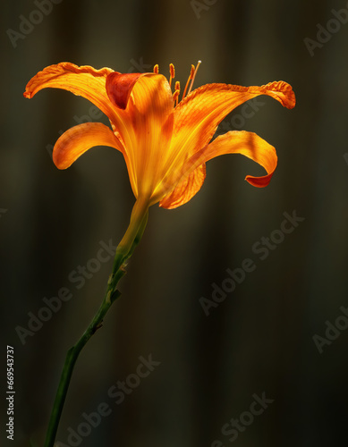close up of backlit  orange day lily