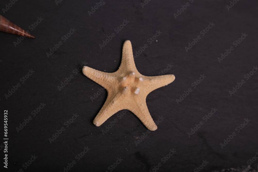 background starfish shells food photo background starfish shells food photo