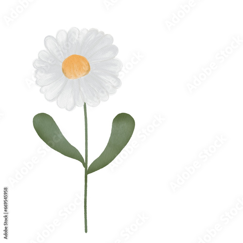Watercolor flowers-white chrysanthemums single flower