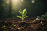 Green seedling growing on fertile soil with morning sunlight. Ecology concept