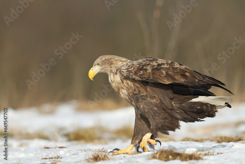 Birds of prey - Majestic predator White-tailed eagle, Haliaeetus albicilla in Poland wild nature	