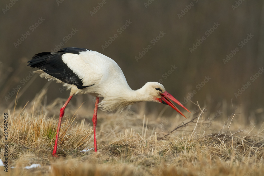 Bird White Stork Ciconia ciconia hunting time summer in Poland Europe Bird White Stork Ciconia ciconia hunting time summer in Poland Europe