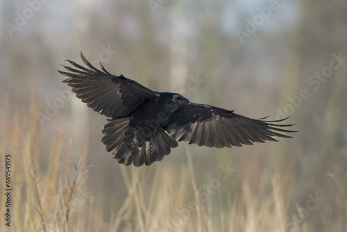 Bird beautiful raven Corvus corax North Poland Europe  © Marcin Perkowski