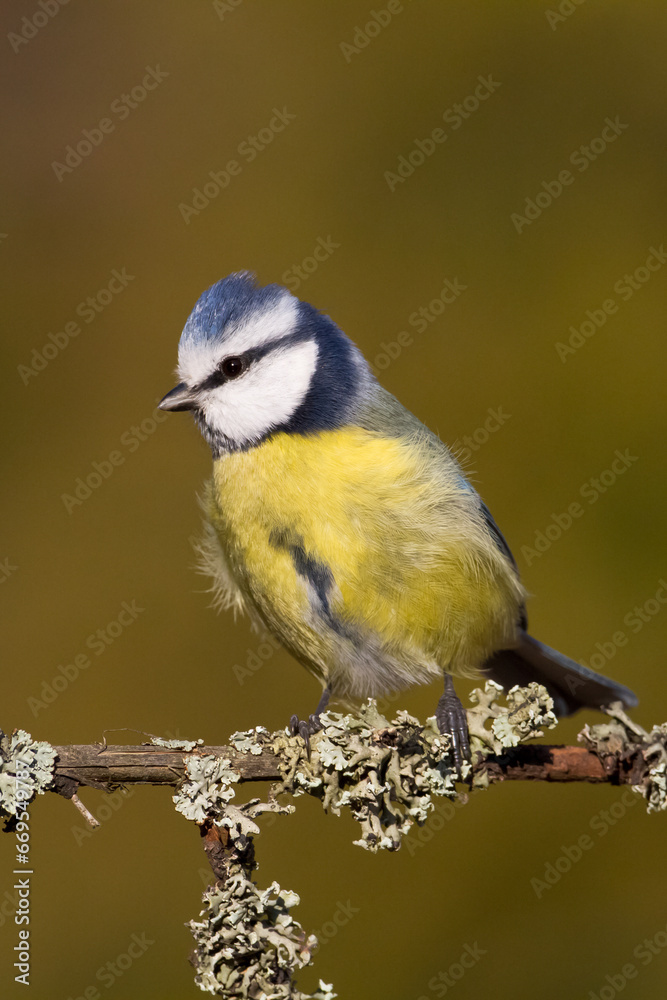 Bird - Blue Tit Cyanistes caeruleus perched on tree winter time small bird on blurred background Bird - Blue Tit Cyanistes caeruleus perched on tree winter time small bird on blurred background