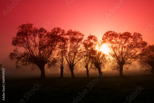 Landscape sunset in Narew river valley  Poland Europe  foggy misty meadows with willow trees  spring time