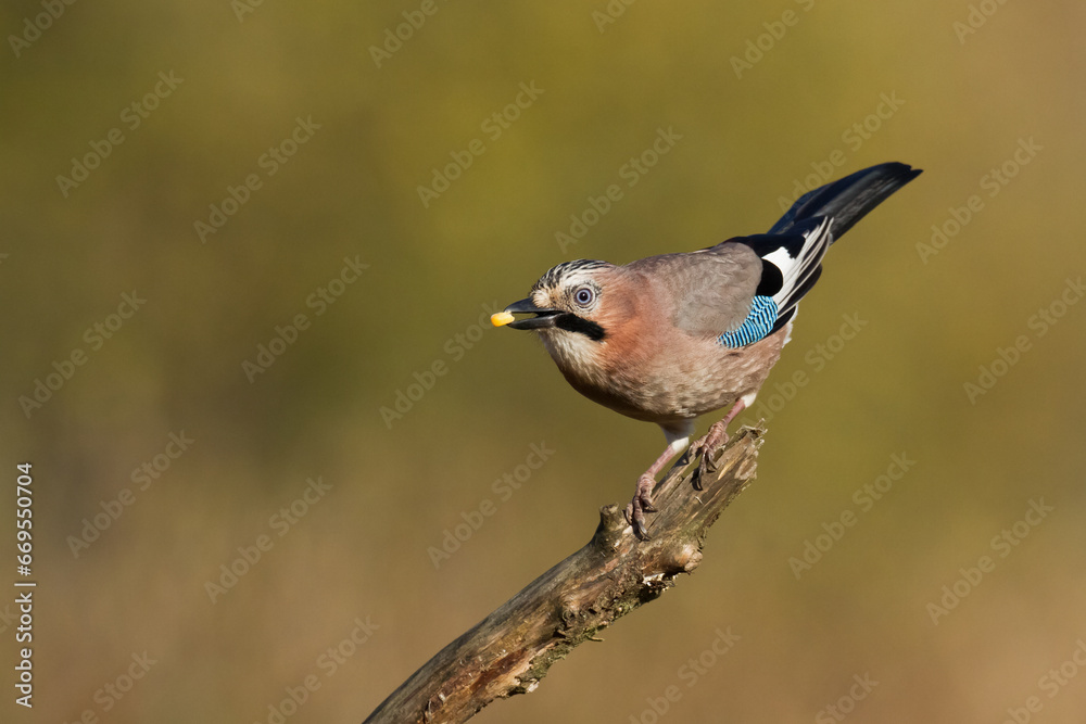 Bird Eurasian Jay Garrulus glandarius sitting on the branch Poland, Europe Bird Eurasian Jay Garrulus glandarius sitting on the branch Poland, Europe