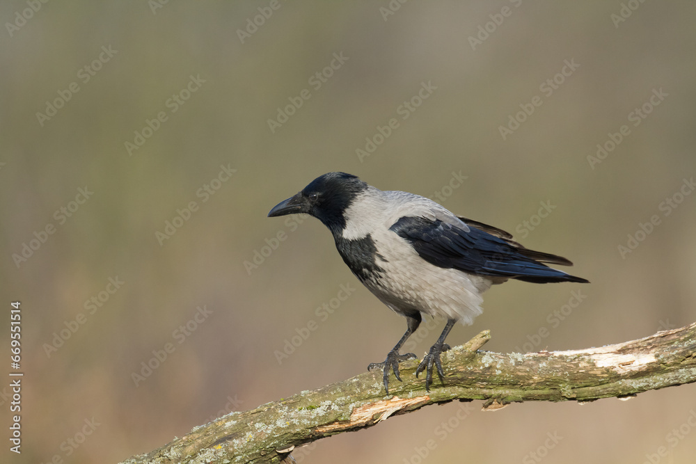 Bird - Hooded crow Corvus cornix in amazing blurred background Poland Europe Bird - Hooded crow Corvus cornix in amazing blurred background Poland Europe