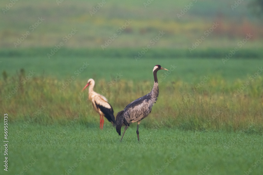 Obraz premium Wild common crane, grus grus, walking on hay field in spring nature. Large feathered bird landing on meadow from side view. Animal wildlife in wilderness