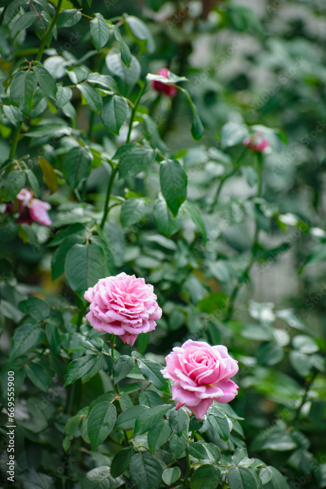 二輪のピンクの薔薇 二輪のピンクの薔薇