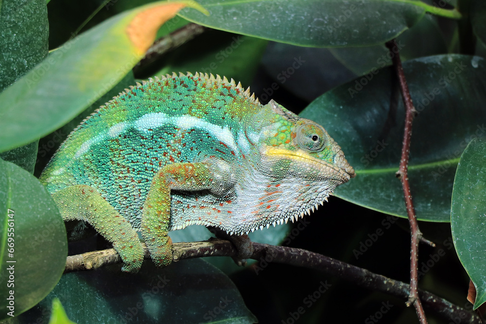Obraz premium Madagascan Chameleon