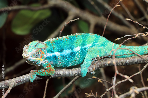 Madagascar Chameleon 3 photo