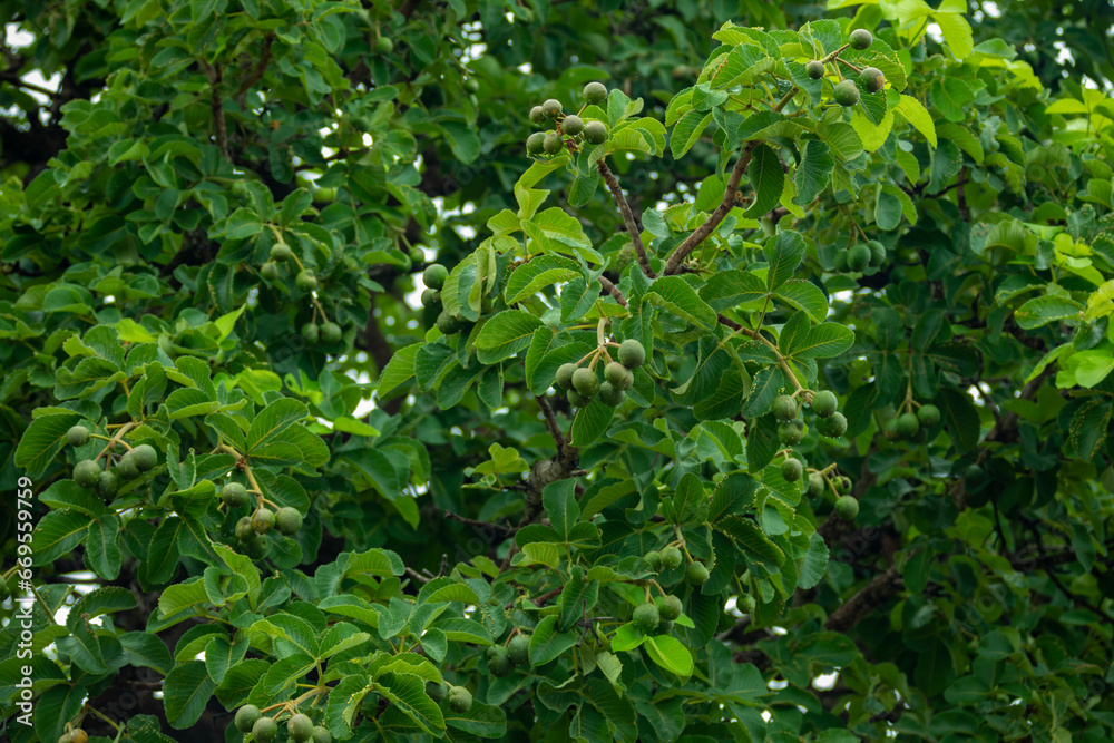 Typical pequi tree (caryocar brasiliense) in the Brazilian cerrado biome, with a twisted trunk. Green and young fruit Typical pequi tree (caryocar brasiliense) in the Brazilian cerrado biome, with a twisted trunk. Green and young fruit