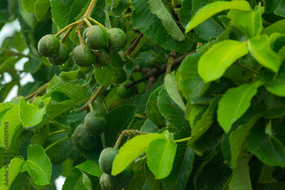 Typical pequi tree (caryocar brasiliense) in the Brazilian cerrado biome, with a twisted trunk. Green and young fruit Typical pequi tree (caryocar brasiliense) in the Brazilian cerrado biome, with a twisted trunk. Green and young fruit