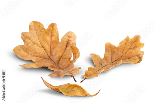 Autumn oak leaves fallen on a white background with shadow. Autumn season concept for page, template, banner or autumn background. A path for isolation without shadows.