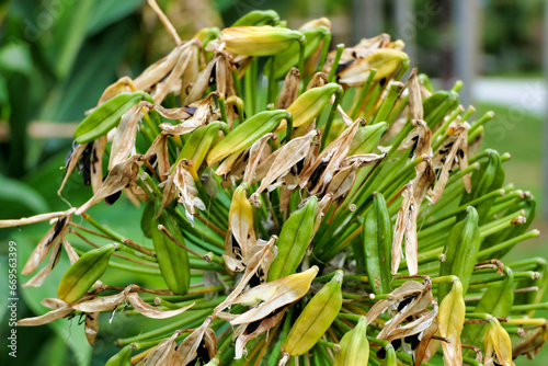 Close up of an Agapanthus praecox flower head full of seed pods. Also known as Lily of the Nile of African Lily. 