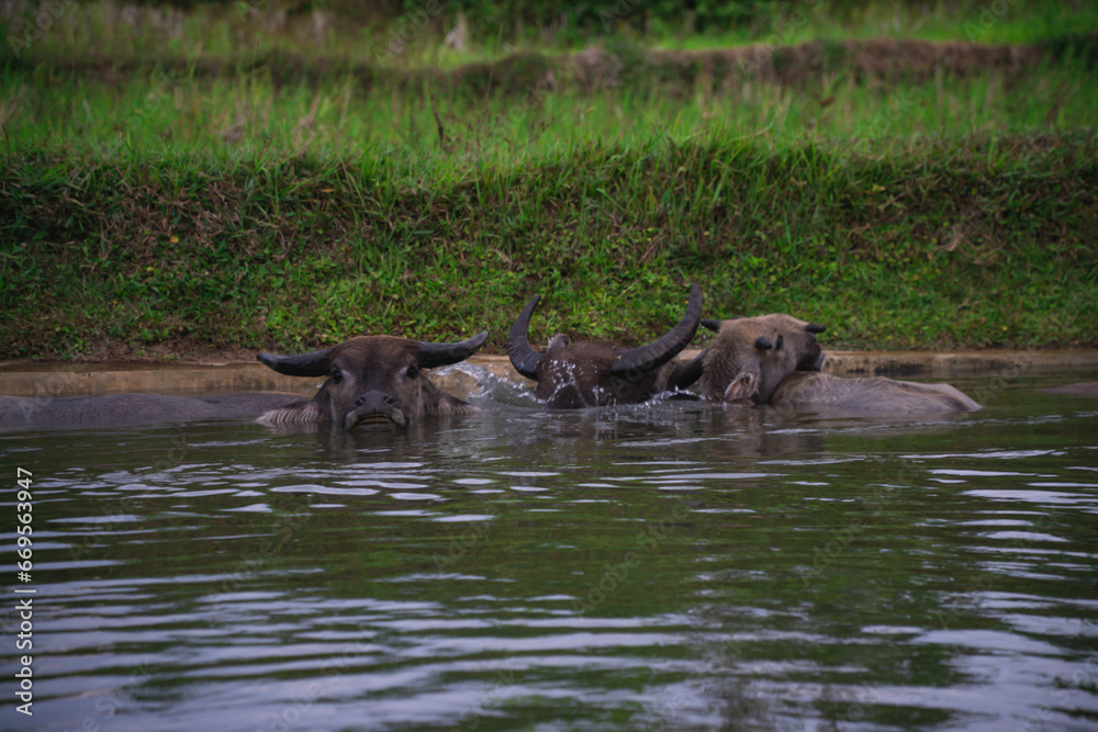 buffaloes is drowning oneself in the water. Buffalo on the river only visible head. The buffalo's body sank in the water buffaloes is drowning oneself in the water. Buffalo on the river only visible head. The buffalo's body sank in the water